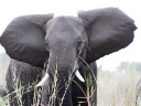 Elefant gross am Kwando