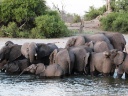 Elefanten am Okawango