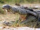 Krokodil am Kwando