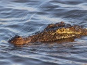 Krokodil gross